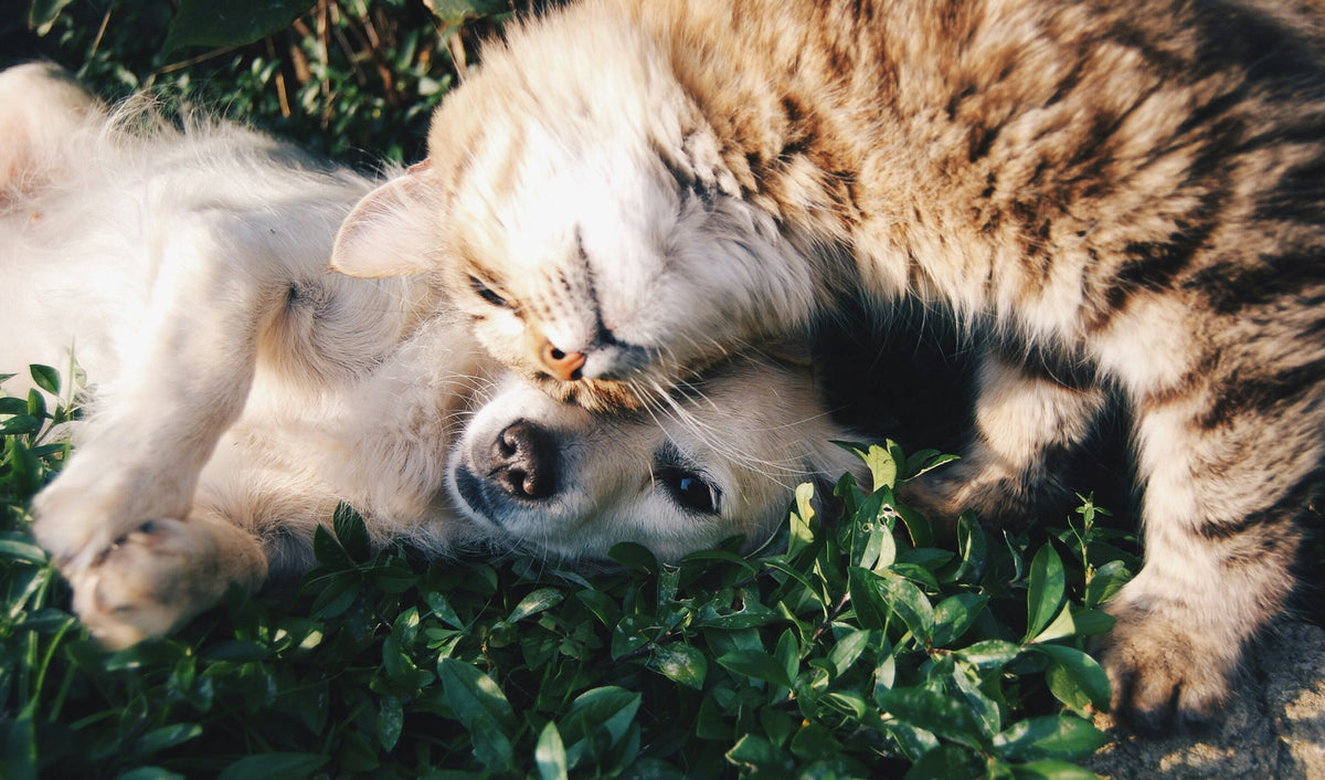 White dog and gray cat cuddling